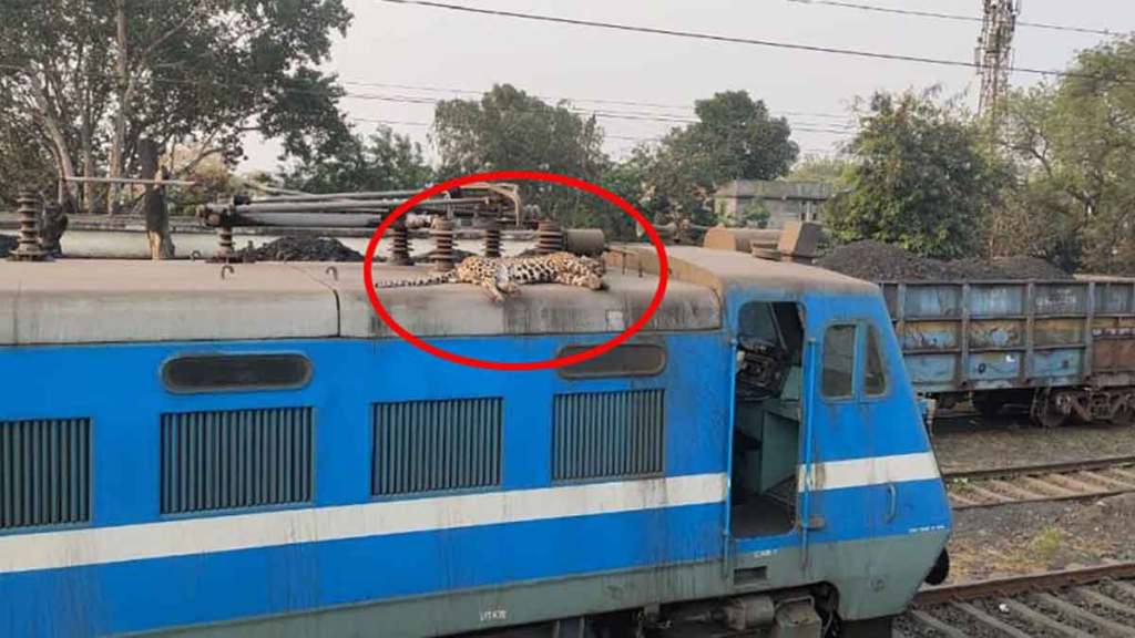 dead body of a leopard was found on the engine of a railway
