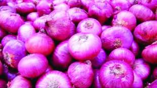 production of summer onion