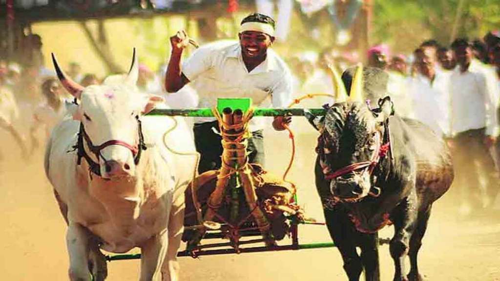 bullock cart race in wardha