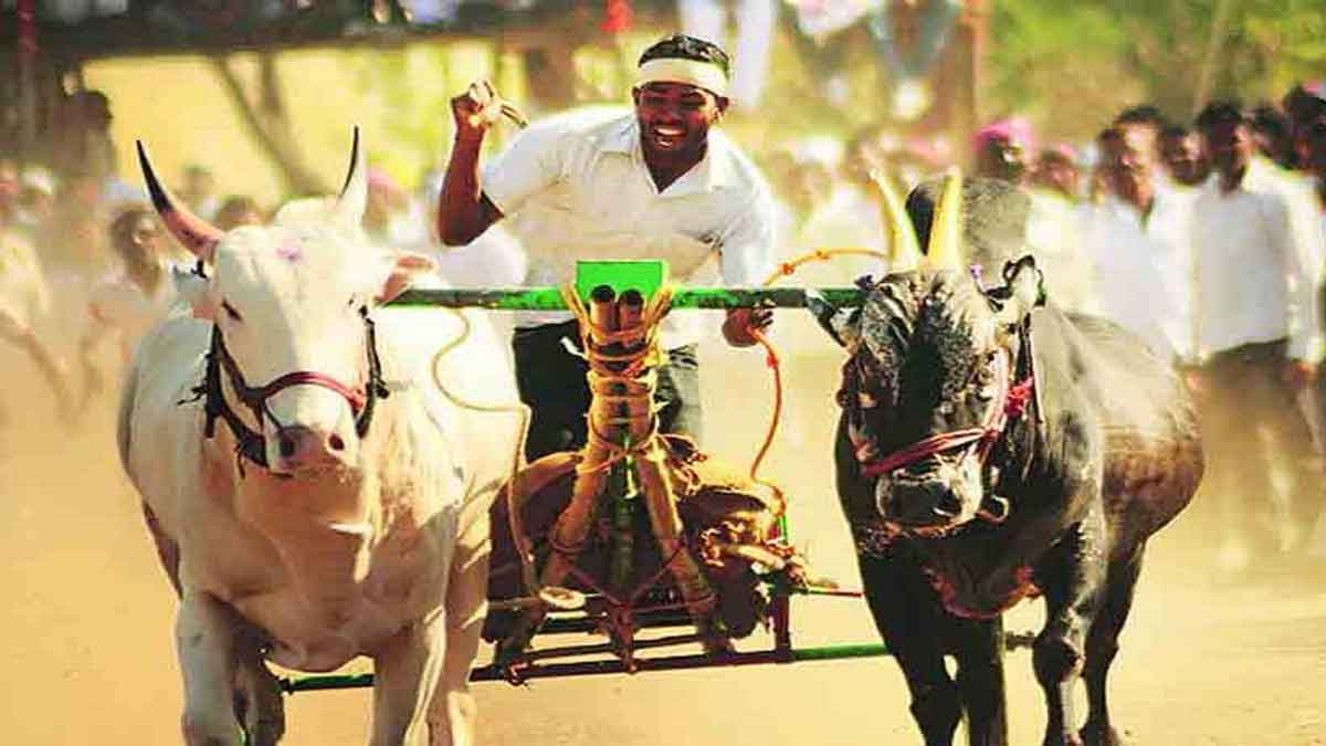 bullock cart race in wardha