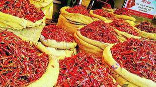 Red chilli prices down in apmc market