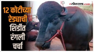 bull