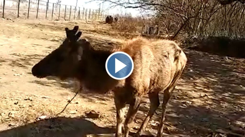 sambar video