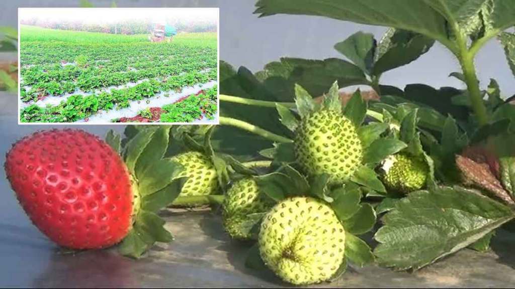 tourists like taste of vidarbha special strawberry