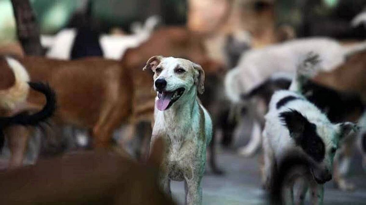 stray dog