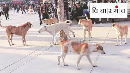 stray dogs , humans, responsibility