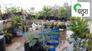 terrace garden