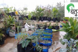 terrace garden