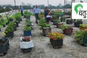 terrace-gardening