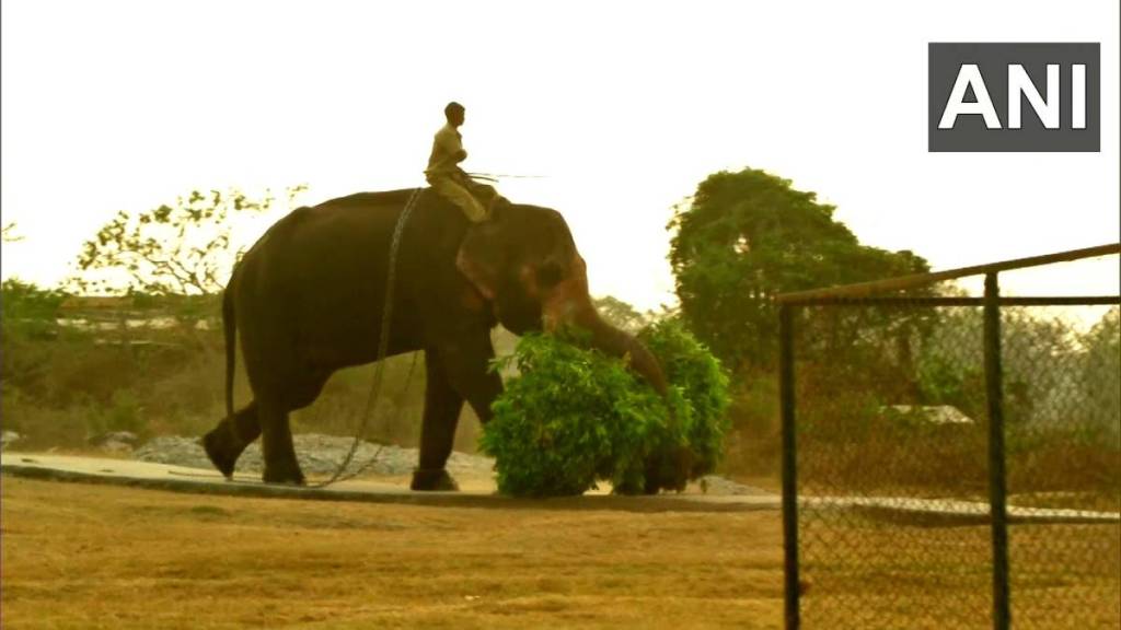 the elephant whisperers star raghu becomes tourist attraction