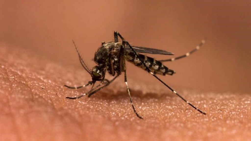 Chikungunya patient found in Nagpur