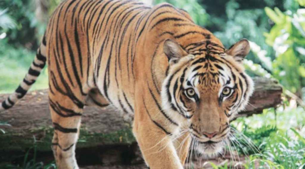 Death of tiger Tadoba