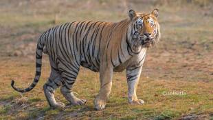 claws dead tiger removed bhandara