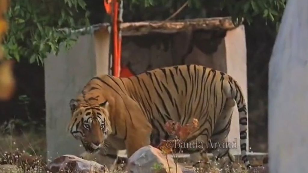 tiger in tadoba