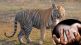 tiger attack