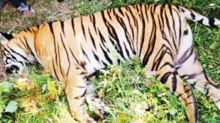 tiger died due to poisoning in koka wildlife sanctuary