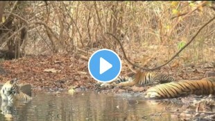tiger family from nimdhela buffer tadoba
