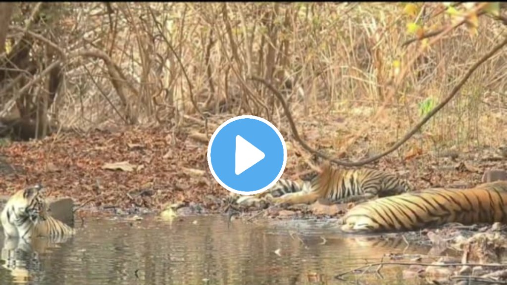 tiger family from nimdhela buffer tadoba