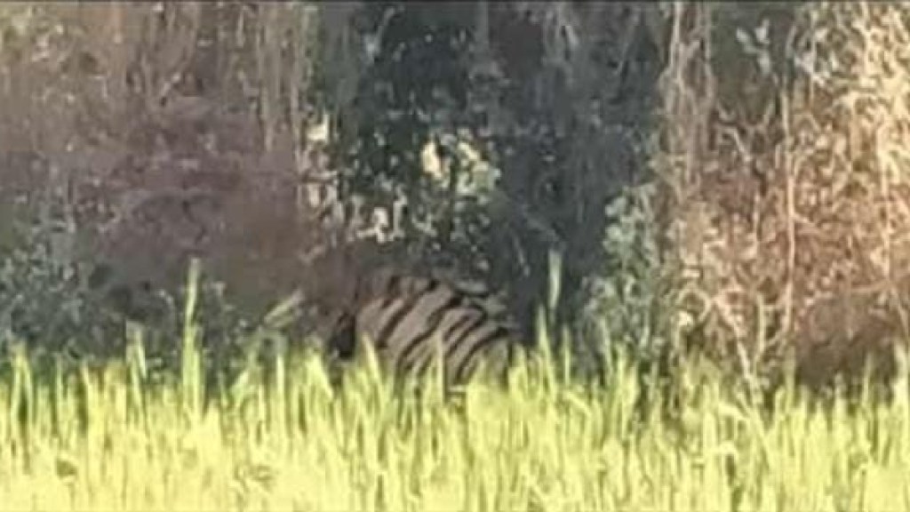 tiger in a gram field