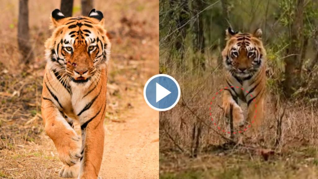 tiger injured