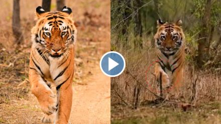 tiger injured