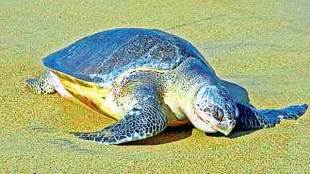 turtle breeding spot on dahanu beach