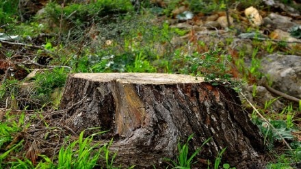 Unauthorized tree cutting Nashik