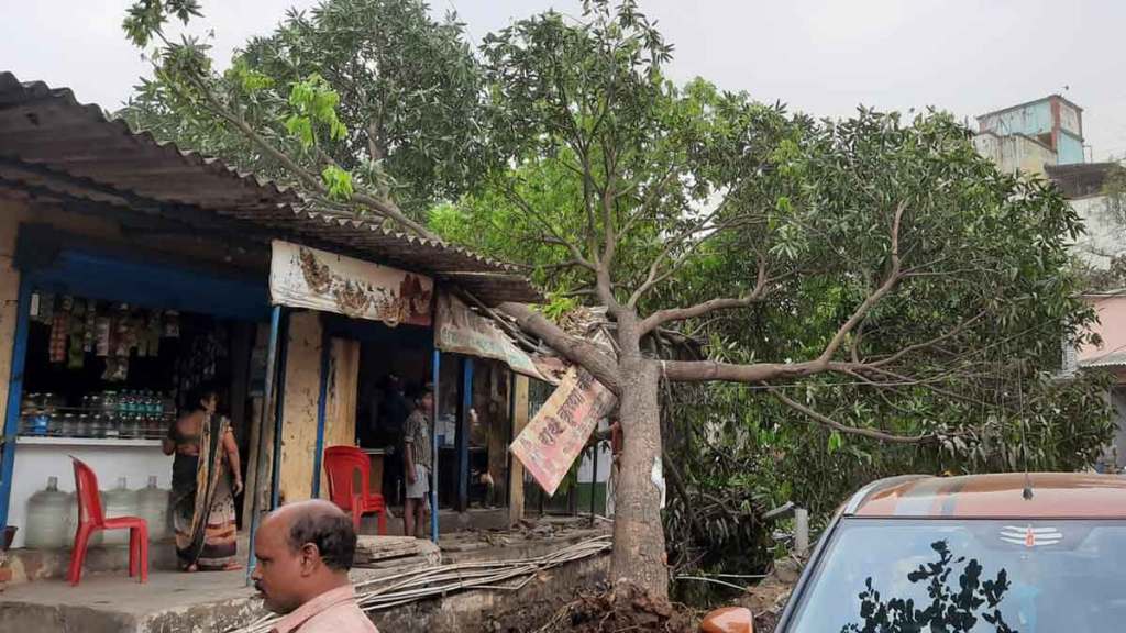 tree collapsed due to heavy wind
