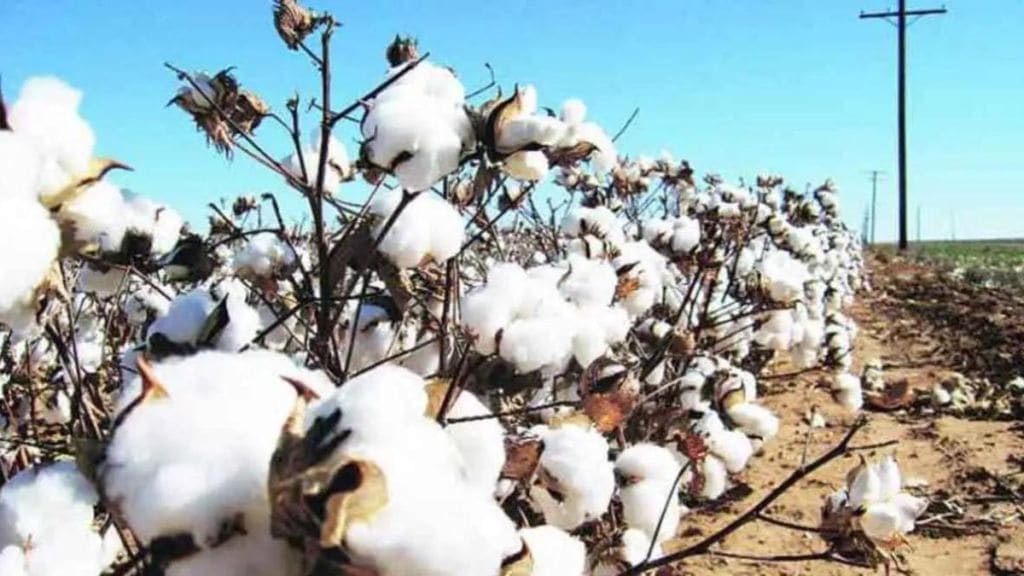 unstable cotton price