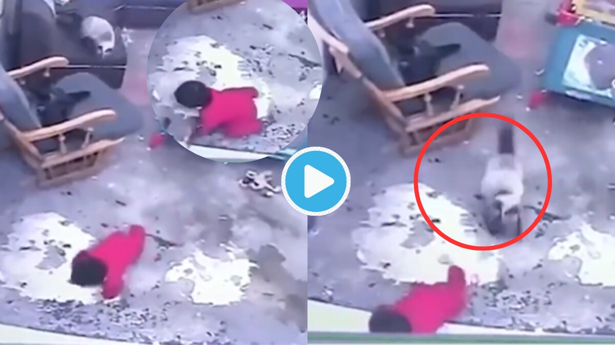 Video Smart cat Saves Life Of Baby Falling Down From Stairs Cat Lovers