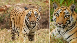 Babli Tigress Information Photos