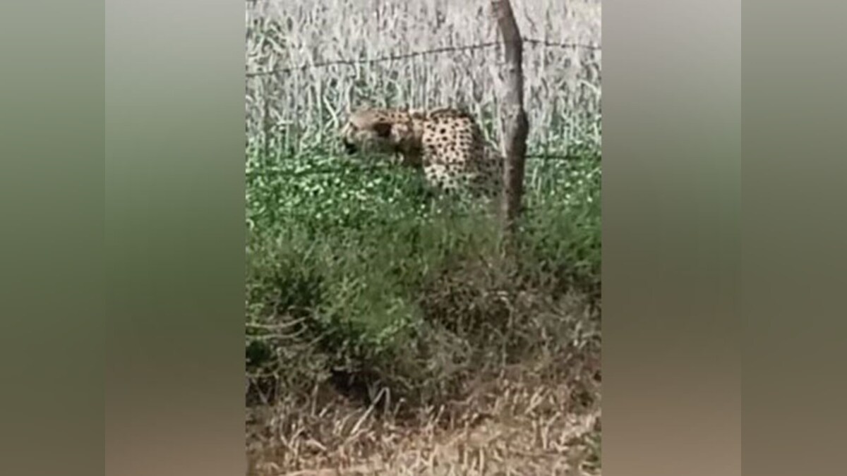 Cheetah, Kuno National Park, village, wild animal