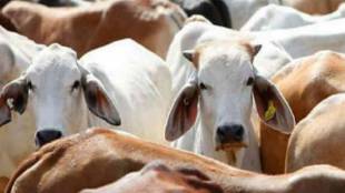 cow slaughter law misused in Up