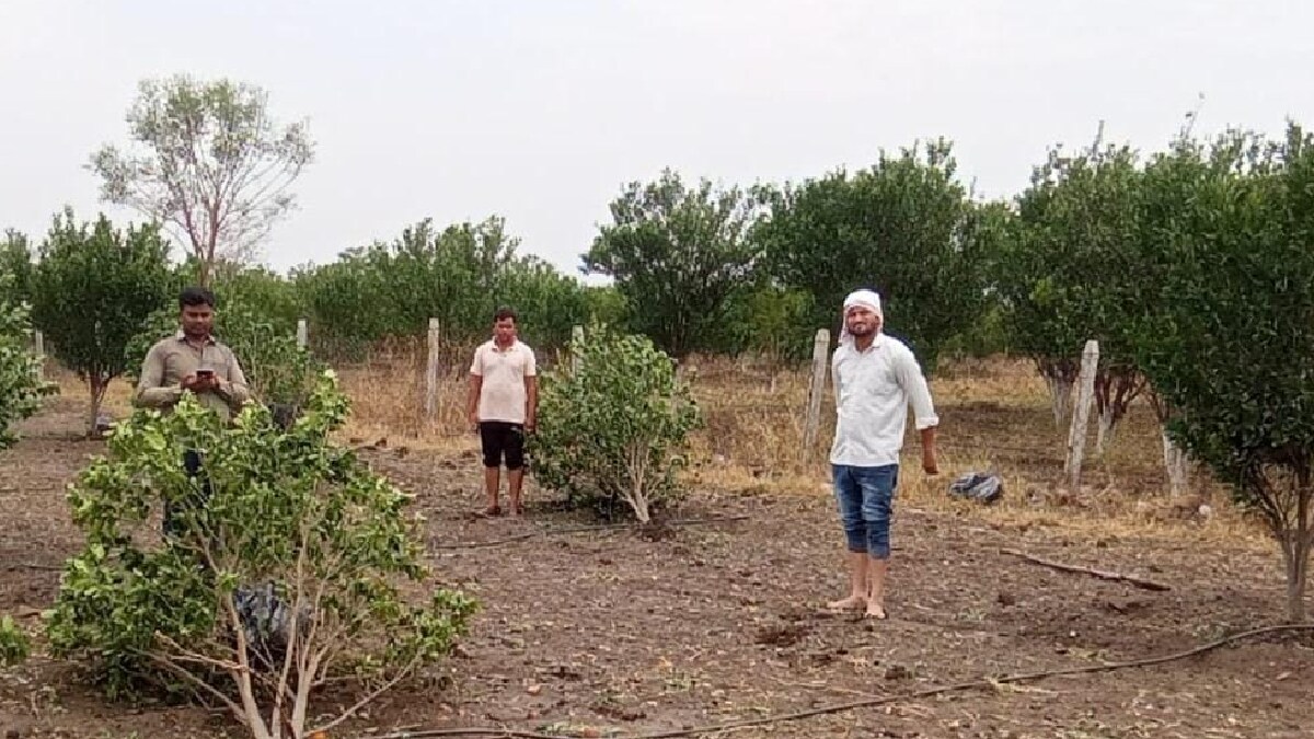 Heavy crop damage due to unseasonal rain in wardha