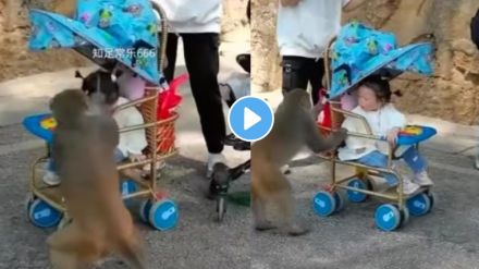 Monkey viral video