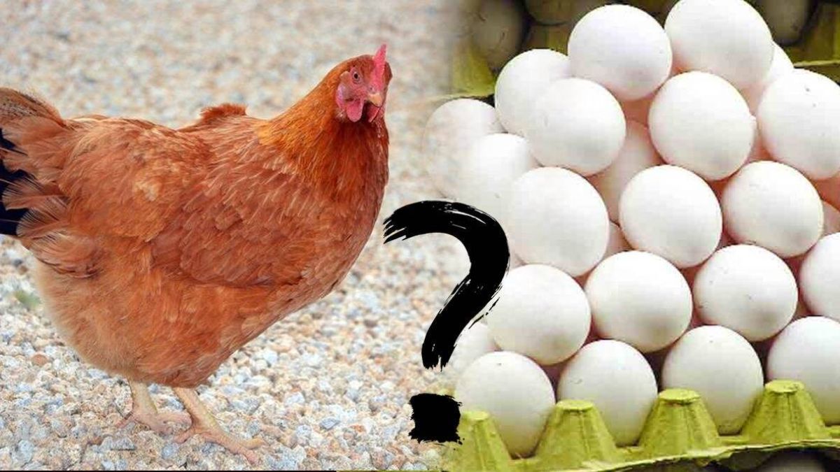 Which came first chicken or egg
