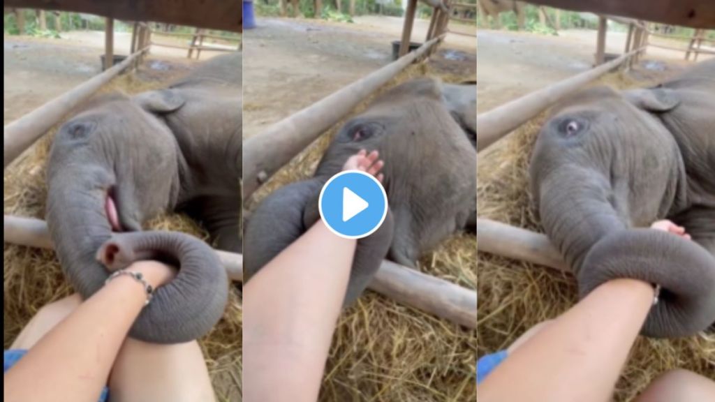 हत्तीच्या पिल्लाने आपल्या केअरटेकरचा हात पकडला अन्... A cute video of
