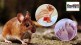 Japanese scientists gave birth to pups from two male mice
