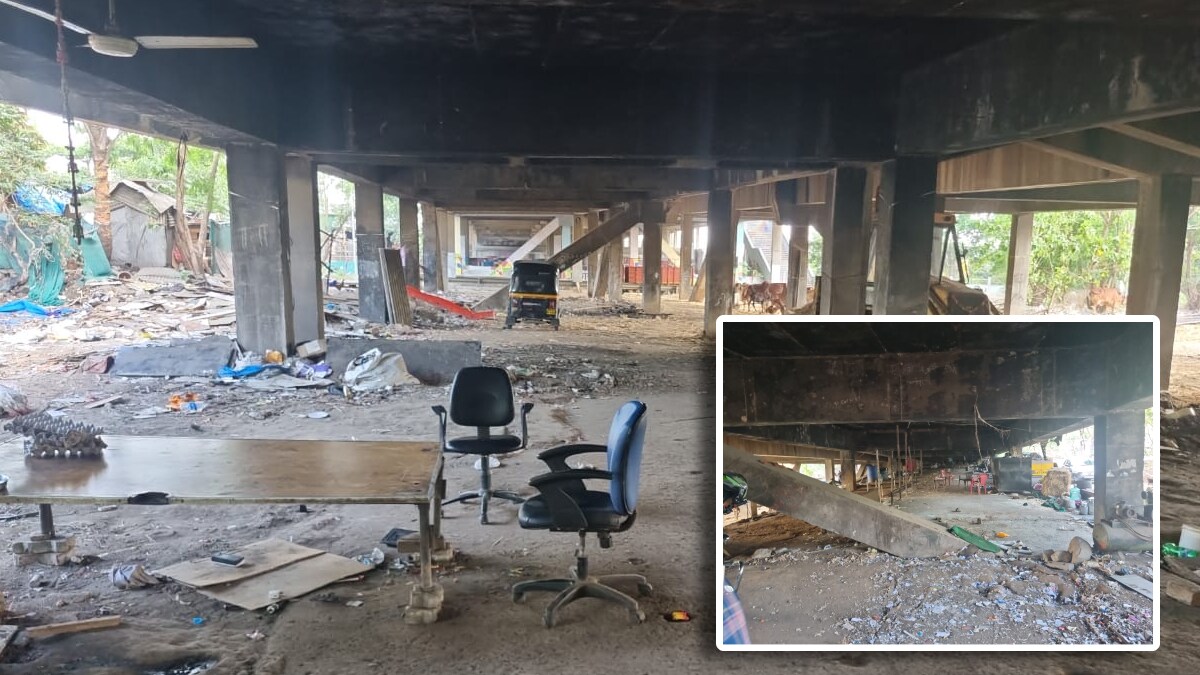 Municipal corporation on the illegal cows and buffaloes under the flyover in Navi Mumbai