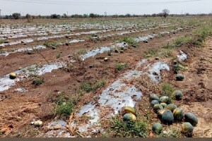 BJP kisan aghadi, unseasonal rain, farmers, nashik