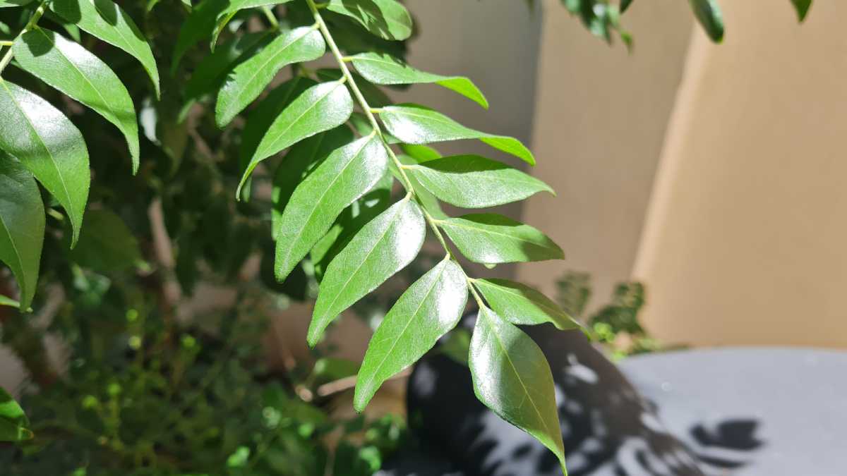 Kitchen Tip how to store curry leaves in fridge