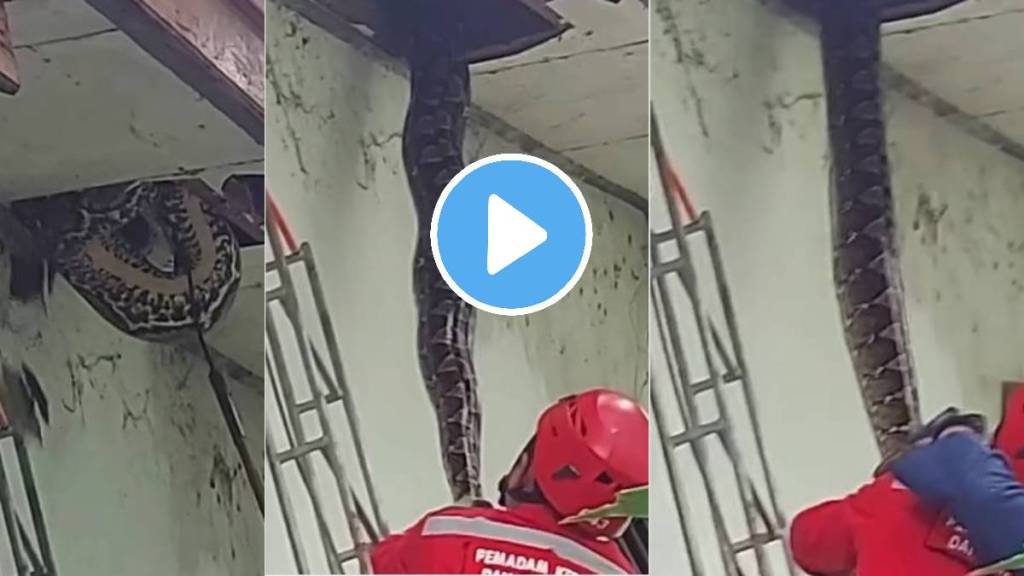 giant python fell from celling shocking video viral