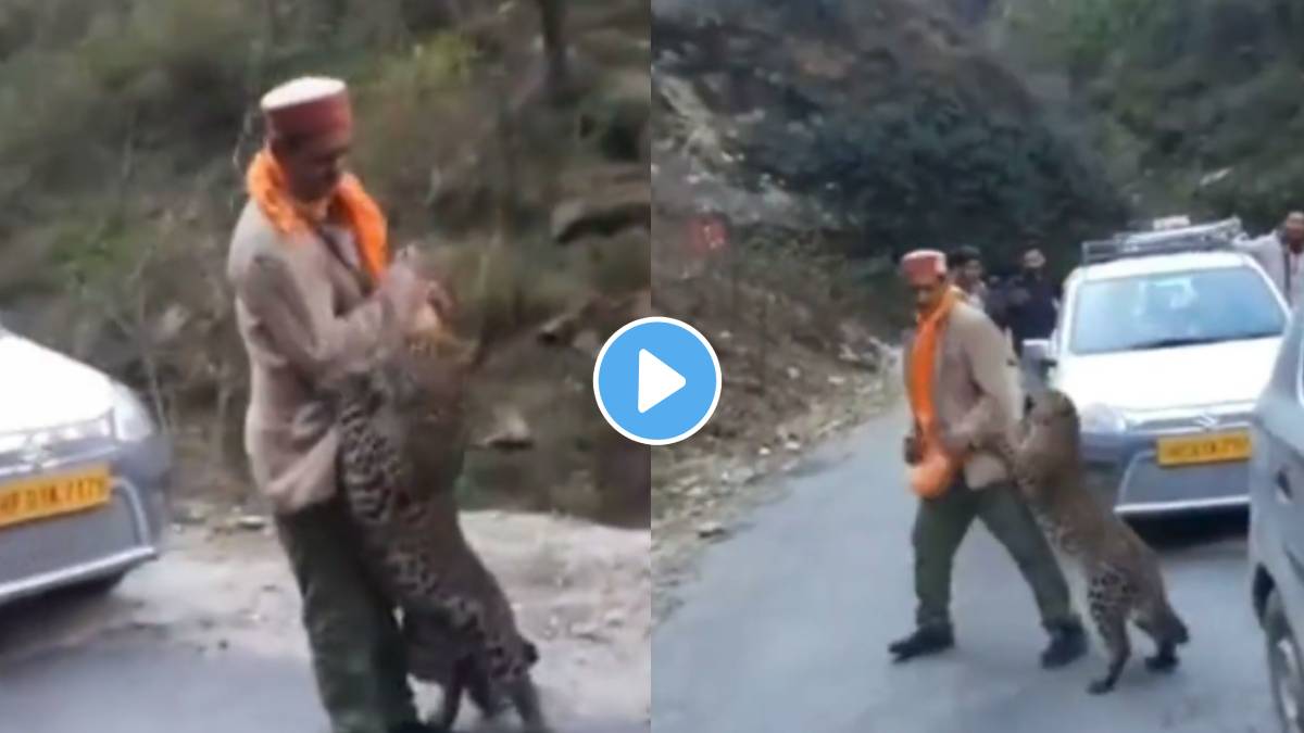 video viral: leopard