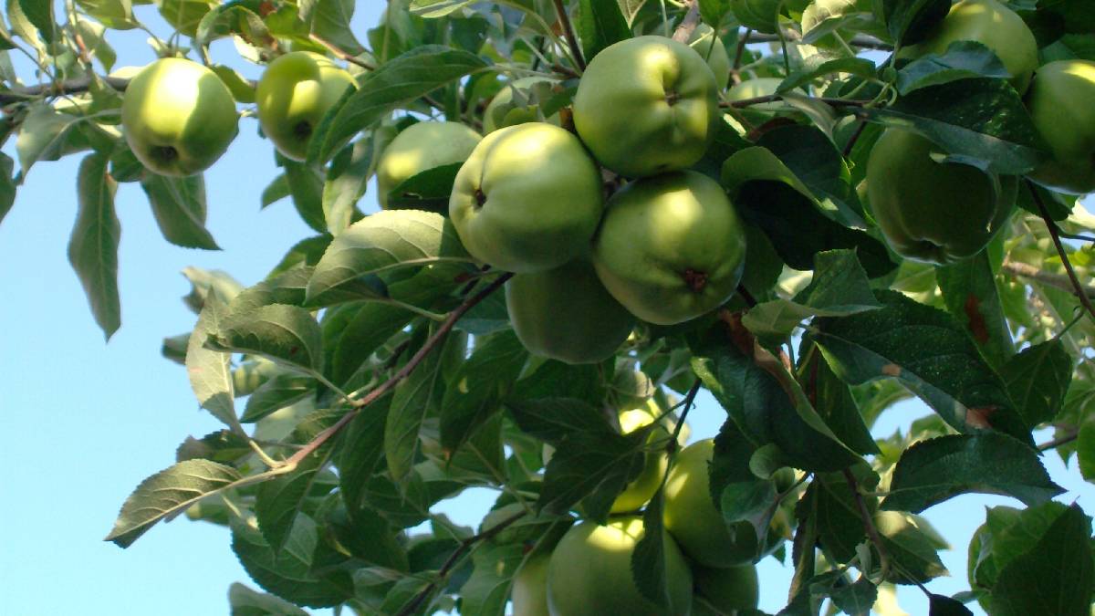 Why does an unripe green fruit change colour when it ripens