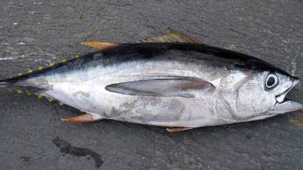 japanese tuna fish is world most expensive fish read price weight more