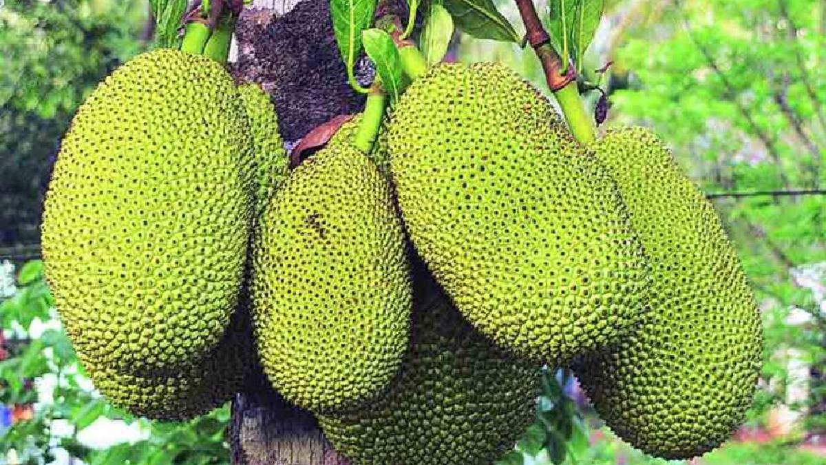 jackfruit good for summer or not