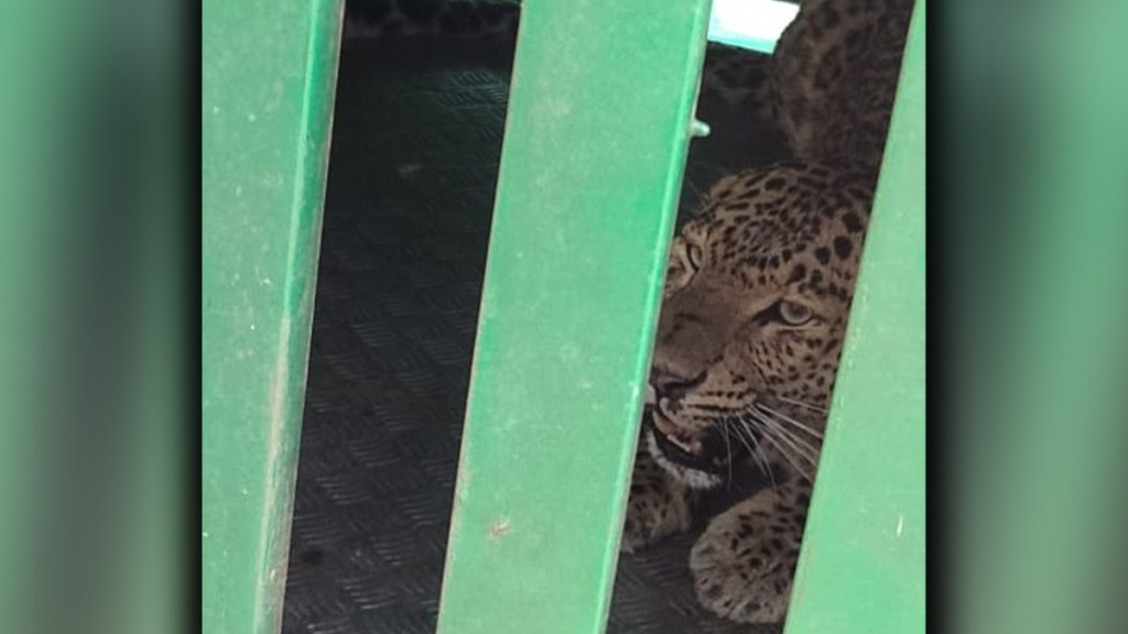 leopard trapped in cage near Bhadravati