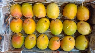 artificially ripened mangoes side effects