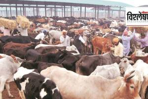 cattle farm methane emissions