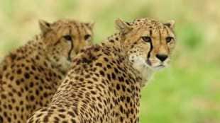 cheetah india namibia new name nagpur